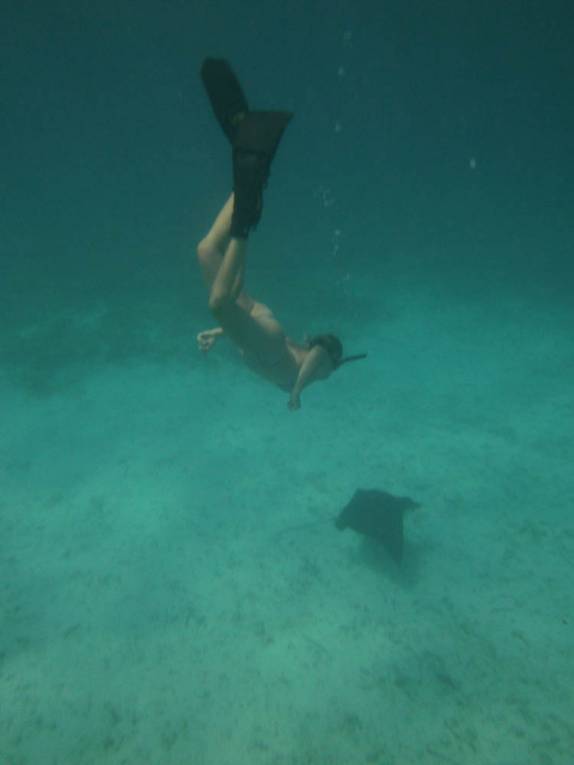 Nadando com arraia chita durante snorkel perto de Tobacco Caye, na grande barreira de corais de Belize